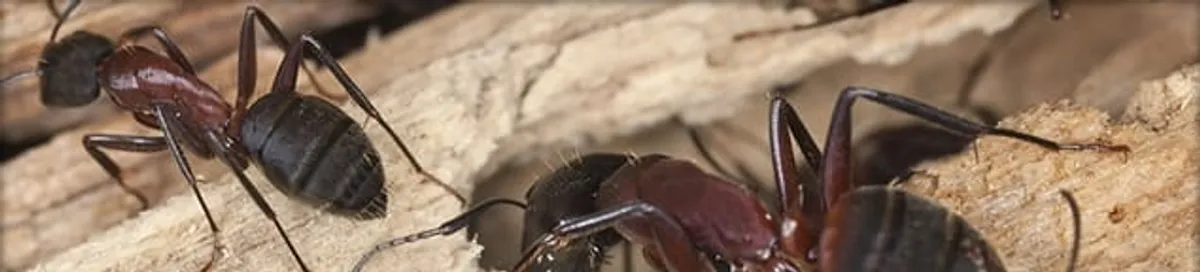 Close-up of ants on wood showing an active ant infestation in Baton Rouge, LA