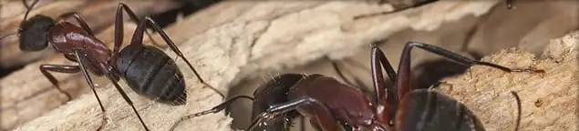 Close-up of ants on wood showing an active ant infestation in Baton Rouge, LA