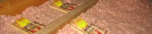 Mouse traps placed in an attic for rodent control in Baton Rouge, LA