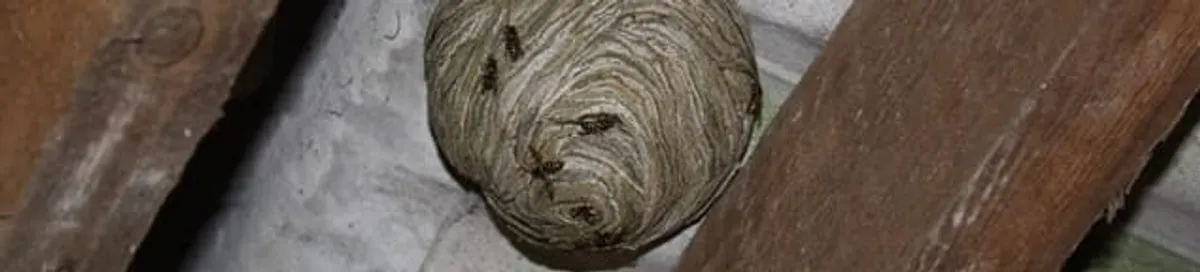 Wasp nest in an attic space, a common home infestation risk in Baton Rouge, LA