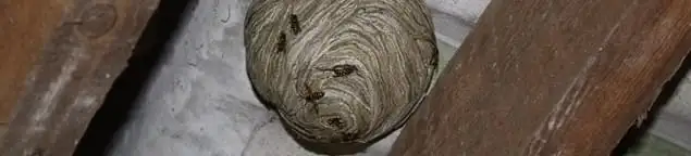 Wasp nest in an attic space, a common home infestation risk in Baton Rouge, LA