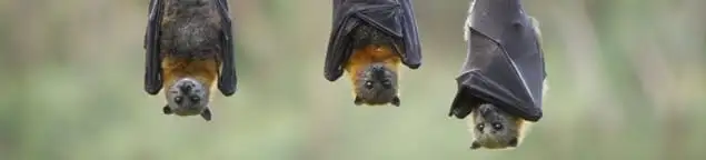 Bats roosting together, a common sign of a bat infestation in Baton Rouge, LA