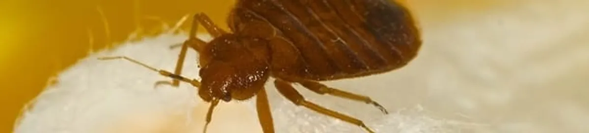 Close-up of a bed bug, a sign of an active infestation in Baton Rouge, LA