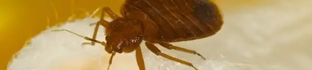Close-up of a bed bug, a sign of an active infestation in Baton Rouge, LA