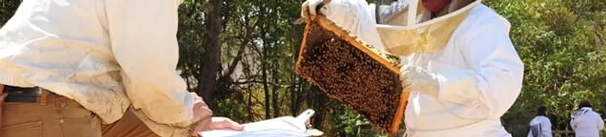 Bee removal specialists relocating a hive and honeycomb safely in Baton Rouge, LA