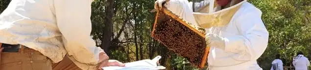 Bee removal specialists relocating a hive and honeycomb safely in Baton Rouge, LA