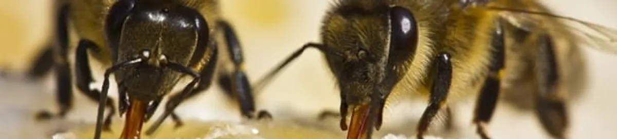 Close-up of honey bees, a sign of a nearby hive in Baton Rouge, LA