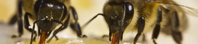 Close-up of honey bees, a sign of a nearby hive in Baton Rouge, LA