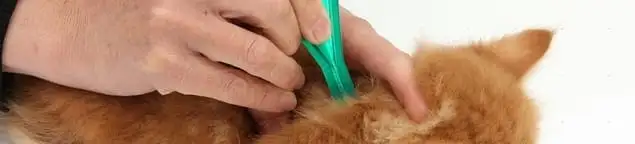 Flea treatment for pets using a flea comb, a sign of flea problems in Baton Rouge, LA