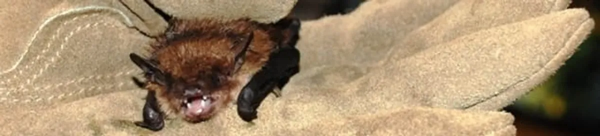 Bat removal specialist holding a bat safely during humane exclusion in Baton Rouge, LA