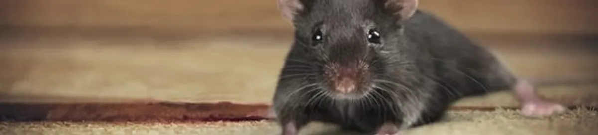 Mouse indoors, a common sign of a rodent infestation in Baton Rouge, LA