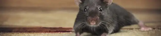 Mouse indoors, a common sign of a rodent infestation in Baton Rouge, LA