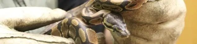 Snake removal specialist safely handling a snake with protective gloves in Baton Rouge, LA