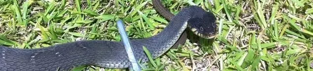 Snake in a yard, a common sign of a snake problem near a home in Baton Rouge, LA