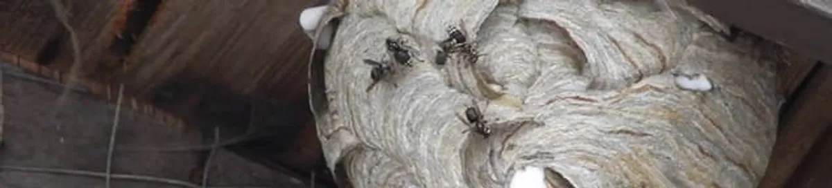 Close-up of a wasp nest with active wasps, a sign of an infestation in Baton Rouge, LA