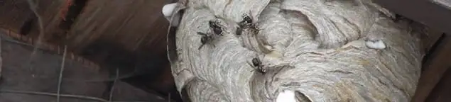 Close-up of a wasp nest with active wasps, a sign of an infestation in Baton Rouge, LA